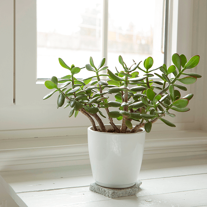 House Care & Lifestyle